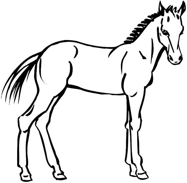 Young horse vinyl sticker. Customize on line.      Animals Insects Fish 004-1083  